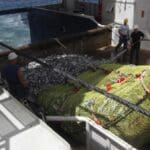 Article image of: Nieuw: op volle zee batches vis nauwkeurig doseren