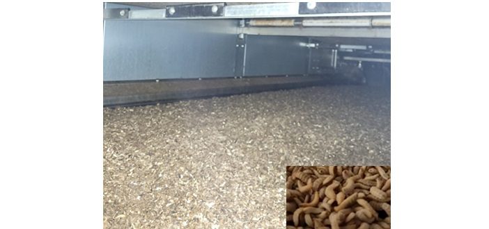 Article image of: Gedroogde meelwormen, een waardevolle bron van eiwitten. Hoe optimaliseer je dit droogproces?